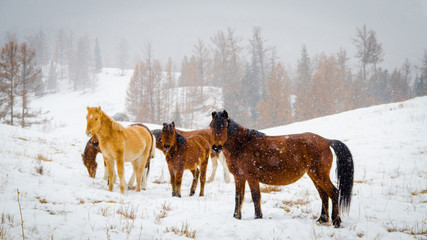 Fototapeta na wymiar Wild horses in the mountains in winter
