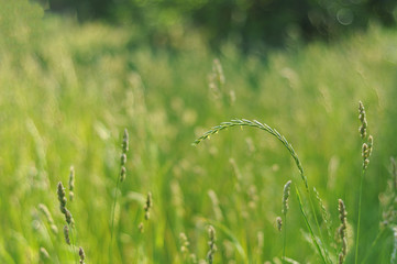 separate ear on a green field