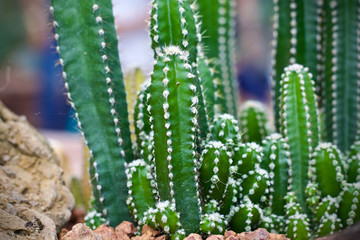 Cactus leaf plant green nature 