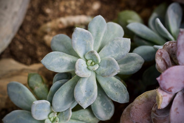 Cactus leaf plant green nature 