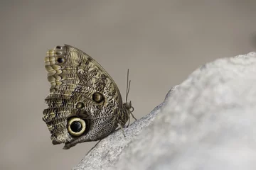 Fototapeten Qwl Butterfly © Anita
