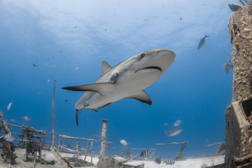 Fototapeta premium carcharhinus amblyrhynchos żarłacz szary