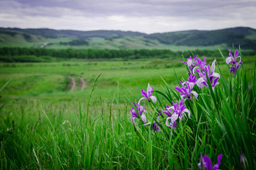 Obraz premium Irises, bright purple flowers in the steppe