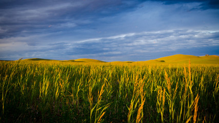 Grass in the steppe during sunset