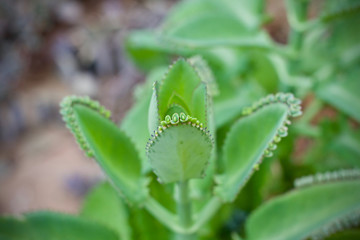 Fototapeta na wymiar Cactus leaf plant green nature 