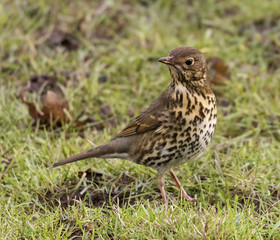 Song Thrush