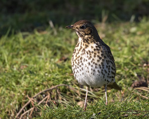 Song Thrush