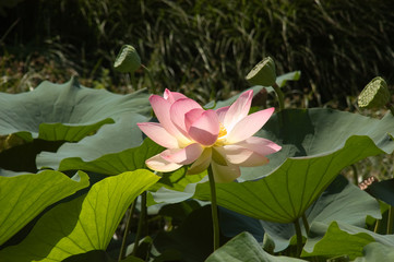 Rosa bl&uuml;hende Lostosblume