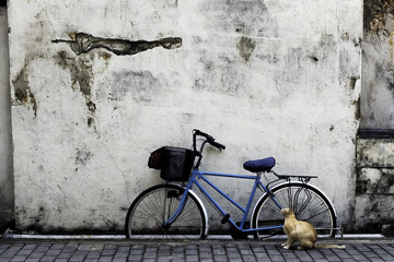 Fototapeta na wymiar The cat and the bike