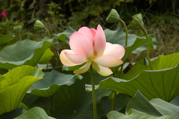 Rosa bl&uuml;hende Lostosblume