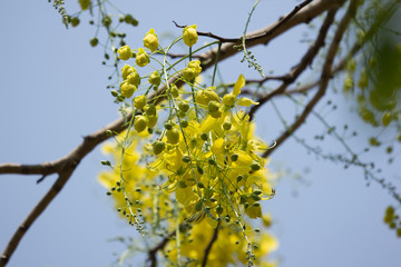 Small Yellow Flower or Cassia fistula flower