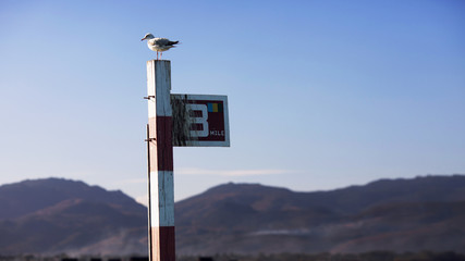 8 miles the sign in the river sits seagull