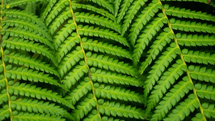 Close up of Fresh green fern leaf texture background.