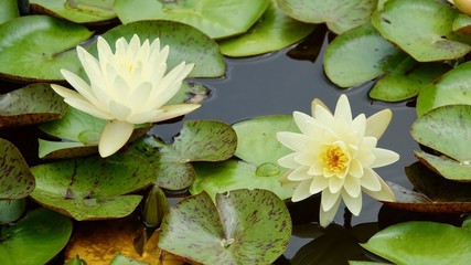 Seerosen im Teich, verschiedene Farben