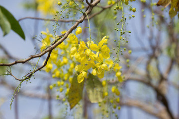 Small Yellow Flower or Cassia fistula flower