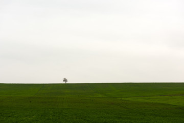 Fototapeta na wymiar Lonely bare tree in a green farm field, minimalistic landscape