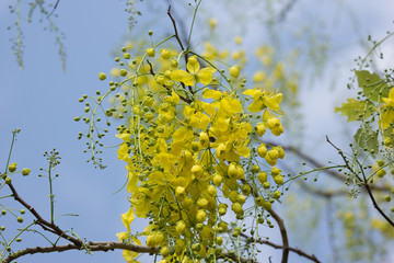 Small Yellow Flower or Cassia fistula flower