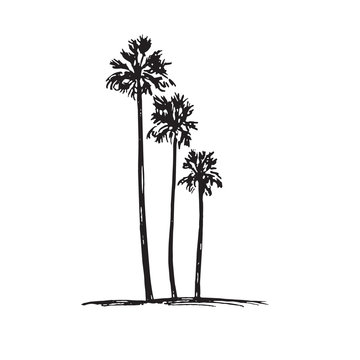 Palm tree silhouette, hand drawn doodle, sketch in pop art style, black and white vector illustration