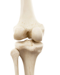 3d rendered medically accurate illustration of the human skeletal knee