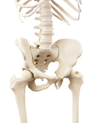 3d rendered medically accurate illustration of the human skeletal pelvis - obrazy, fototapety, plakaty