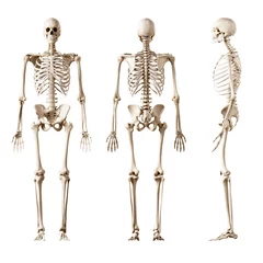 Fotobehang 3d rendered medically accurate illustration of the human skeleton © Sebastian Kaulitzki