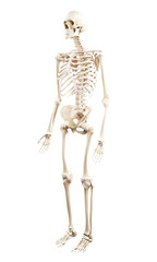 3d rendered medically accurate illustration of the human skeleton