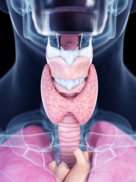 3d rendered medically accurate illustration of the thyroid gland