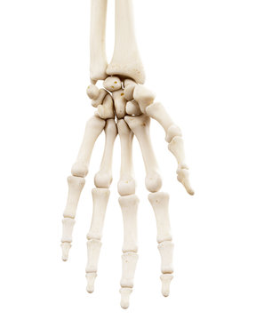 3d rendered medically accurate illustration of the human skeletal hand