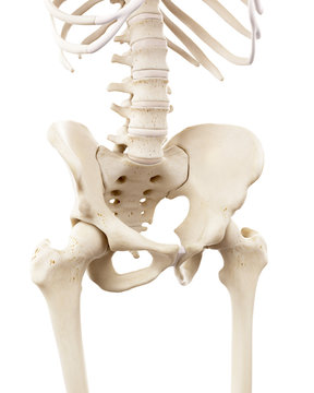 3d rendered medically accurate illustration of the human skeletal pelvis
