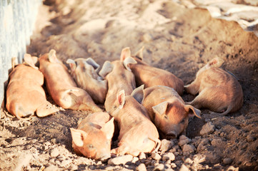 Red piglets of the Hungarian Mangalci breed are not afraid of the cold. From the bad weather piglets are protected by thick and warm fur. For small farms.