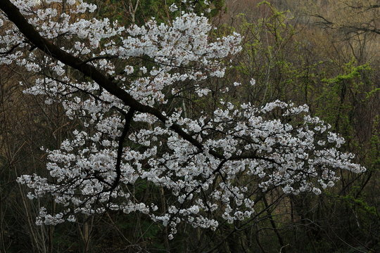 大法師公園の桜