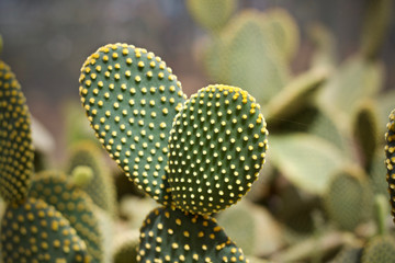 Cactus leaf plant green nature 