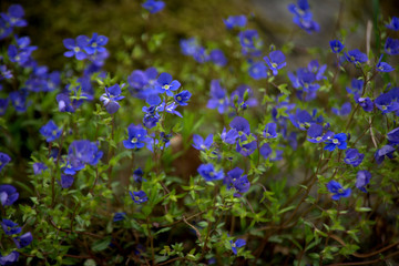forget-me-not flowers