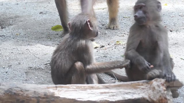 Baboons playing and fighting with each other