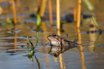 Close up Brown frog (Rana temporaria)