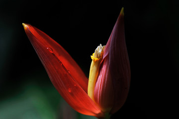 Blüte Thailand