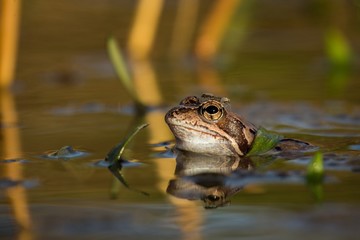 Close up Brown frog (Rana temporaria)