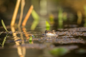 Close up Brown frog (Rana temporaria)