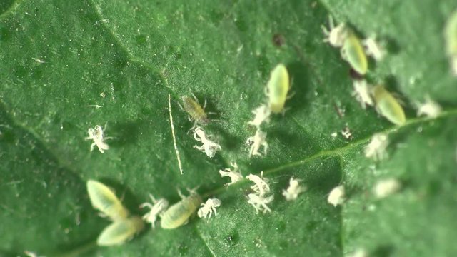 Animals insects aphid macro on green leaves of trees, field, fores, meadow. Ant extracting honeydew from an aphid. Phylum: Arthropoda Class: Insecta Order: Hemiptera Suborder: Sternorrhyncha