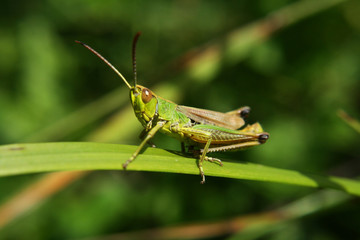criquet vert sur un brin d'herbe
