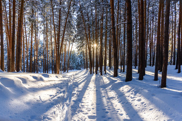 winter forest at sunset with paths in the snow