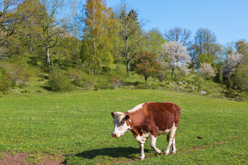 Cow walking in the meadow at spring