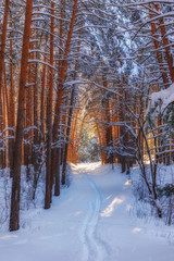winter forest at sunset with paths in the snow