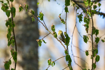 Wood Warbler singing at spring