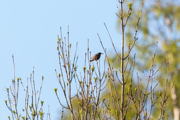 Starling in treetop