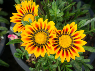 Yellow Striped Red Gazania Flowers in The Flower Pot