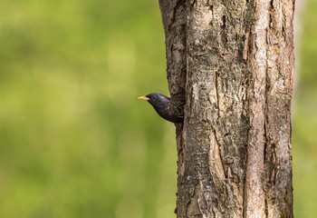 Starling looking out