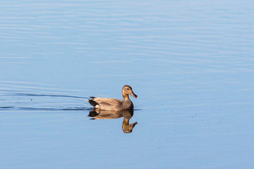Gadwall swimming in the lake