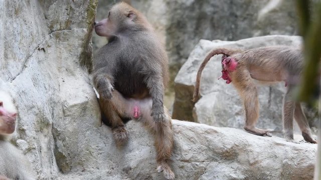 Baboons playing and fighting with each other