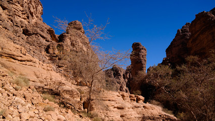 Fototapeta na wymiar Bizzare rock formation at Essendilene, Tassili nAjjer national park, Algeria